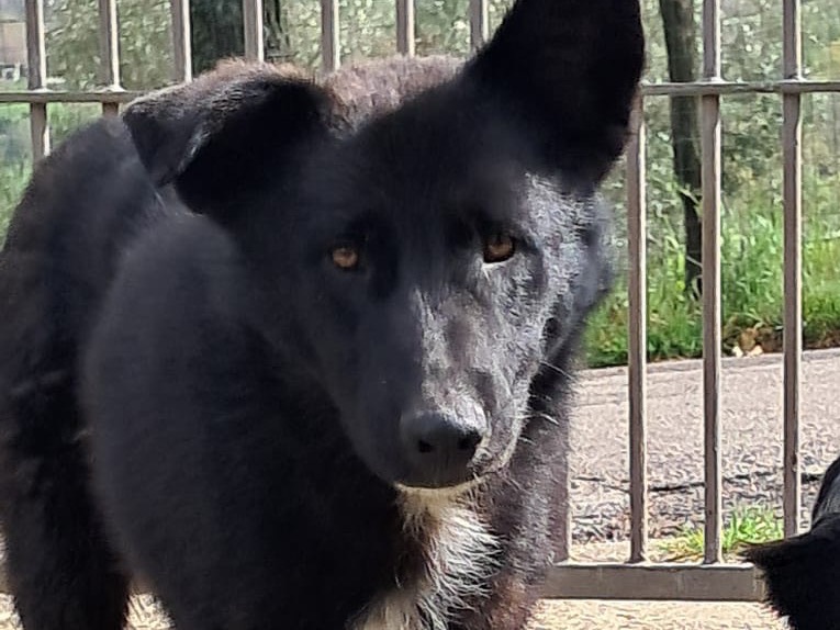 Adotta un cane, maschio, 1 anno e 1 mese, Avellino