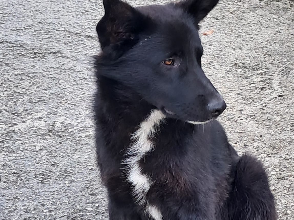 Adotta un cane, taglia media, maschio, Avellino