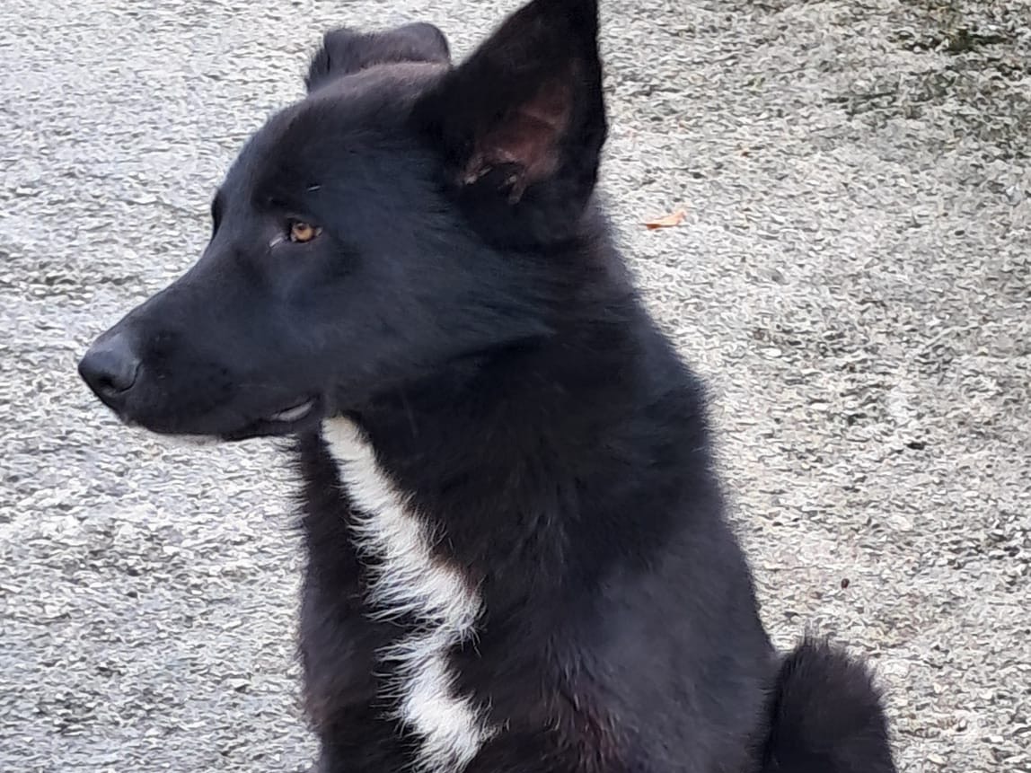Vuoi adottare un cane a Avellino?