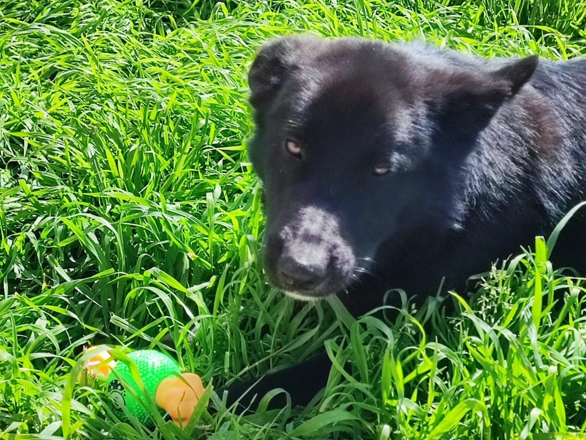 Adotta il cane Nerone a Avellino