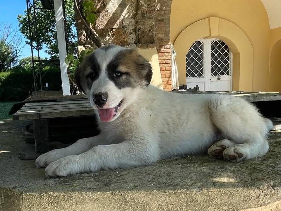 Foto dell'animale