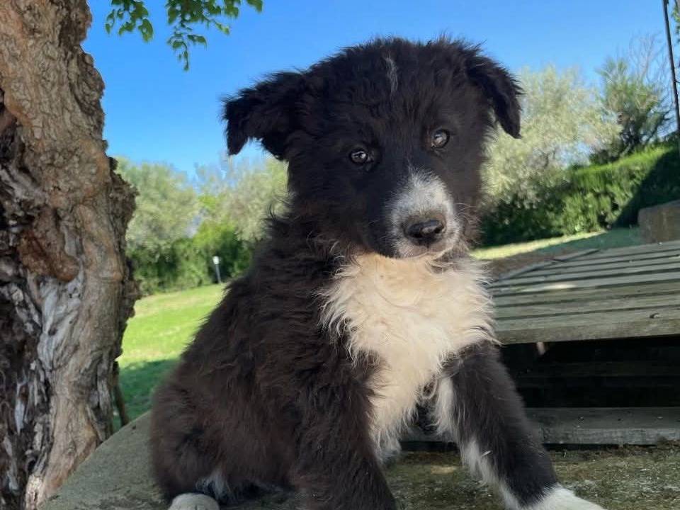 Adotta un cane, femmina, 1 mesi, Caserta