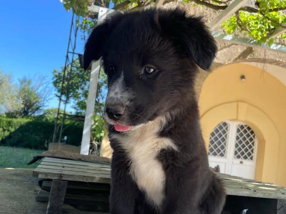 Adotta un cane, taglia media, femmina, Caserta