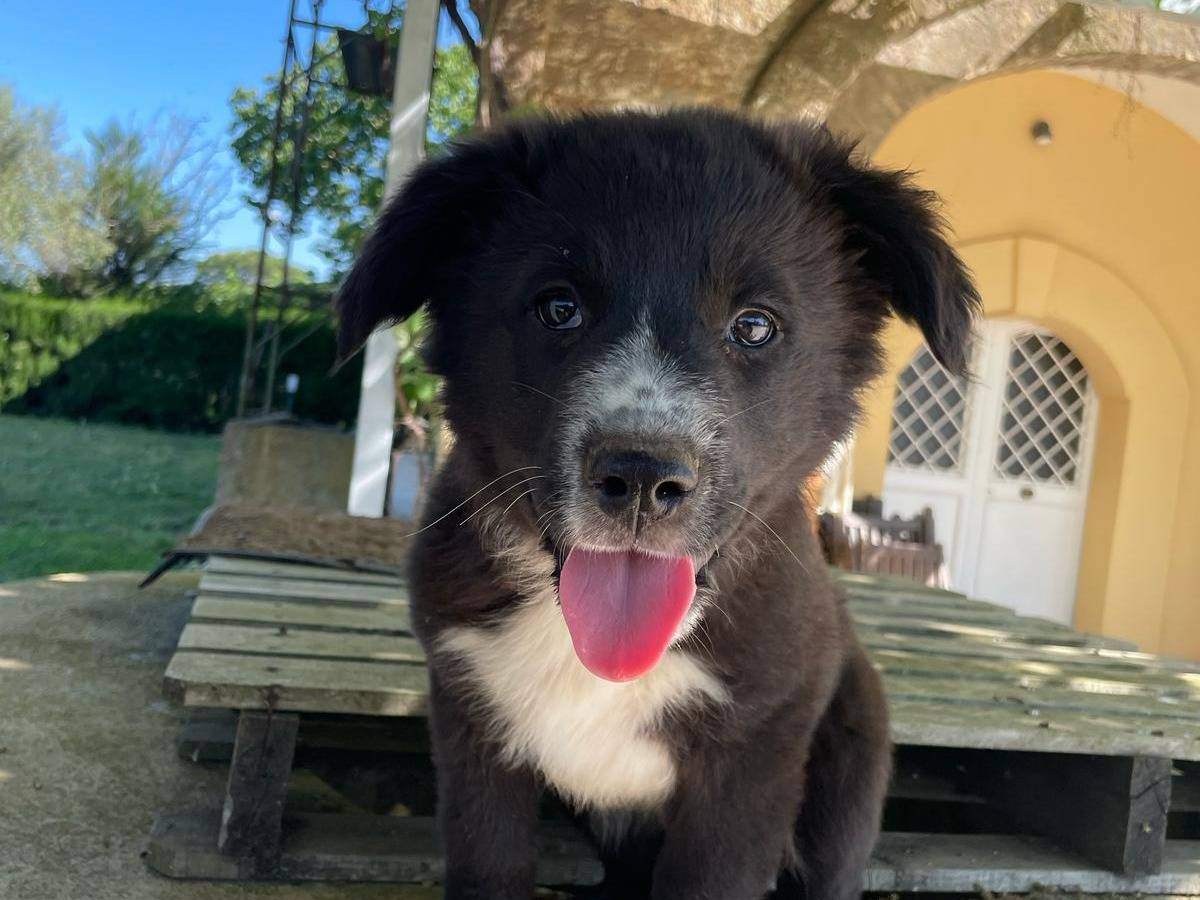 Vuoi adottare un cane a Caserta?
