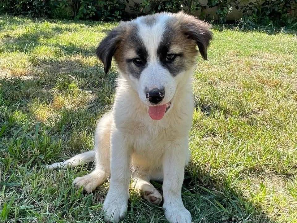 Adotta il cane CILIEGIA e le sorelle a Caserta