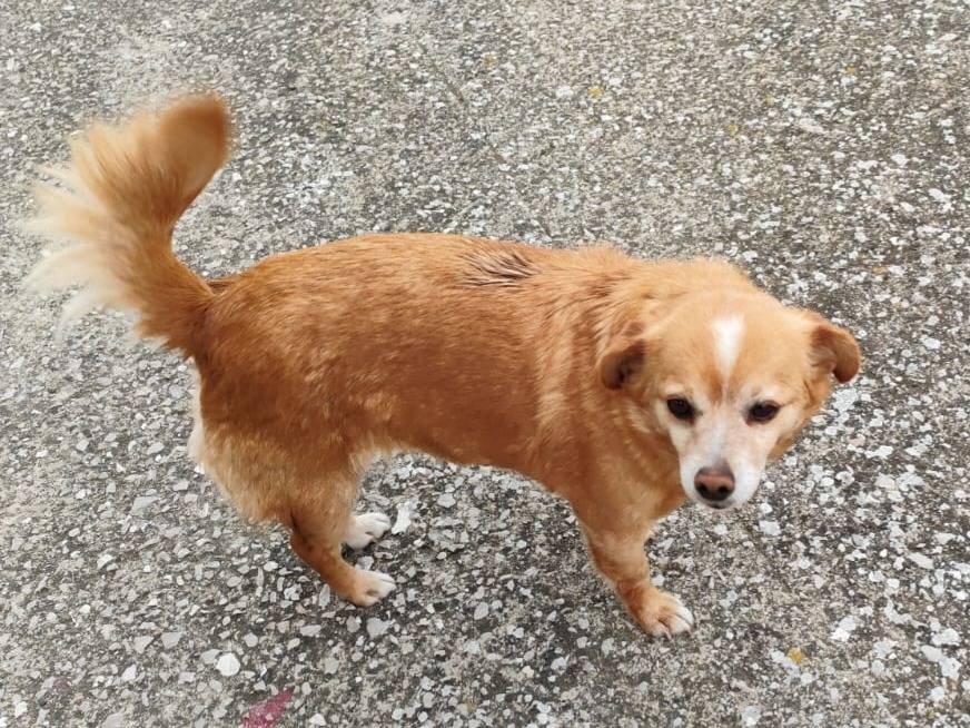 Vuoi adottare un cane a Caserta?