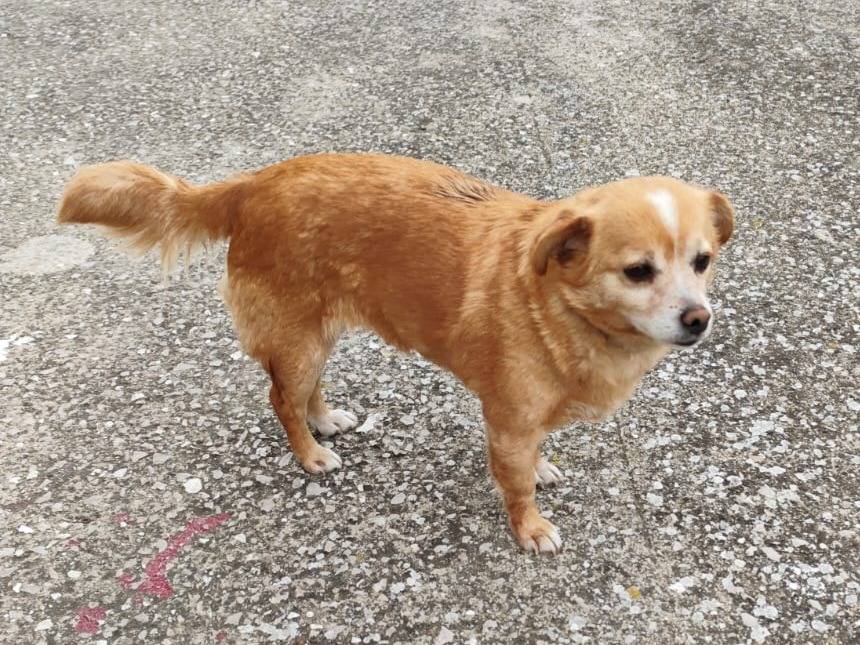 Adotta il cane NOCCIOLINA a Caserta