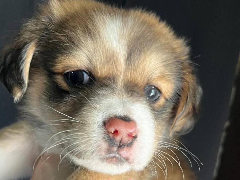 Adozione cane, femmina, Razza sconosciuta Razza sconosciuta, 9 mesi, taglia piccola, Caserta