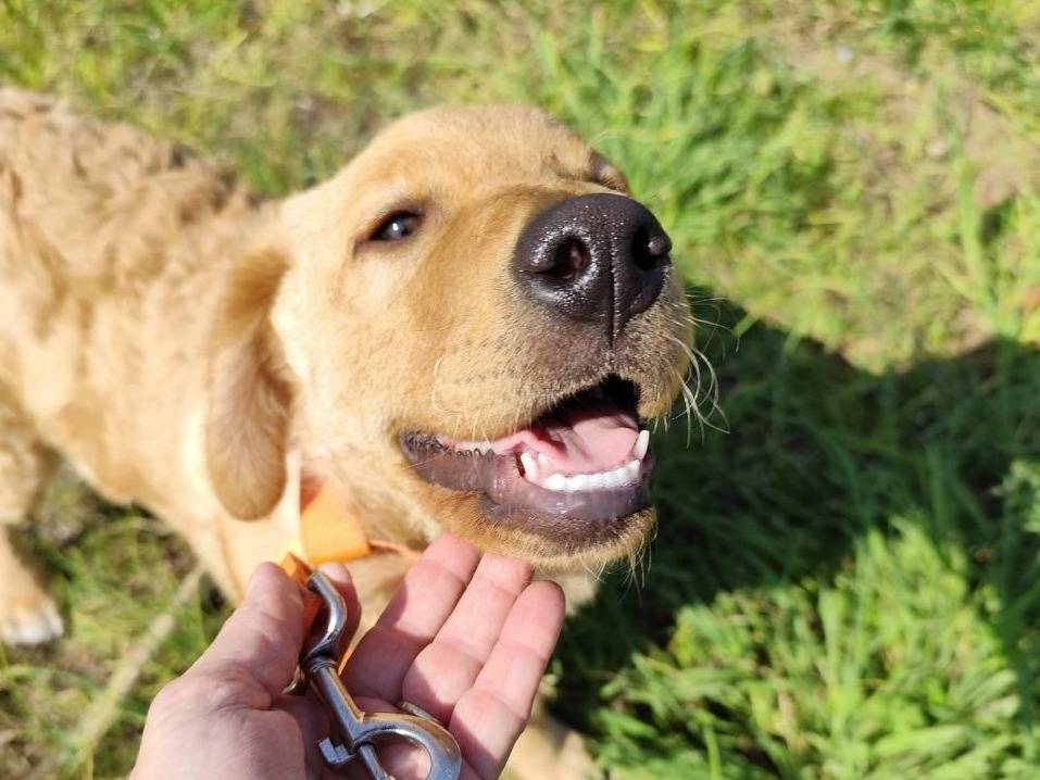 Adozione cane, maschio, Golden Retriever Razza sconosciuta, 4 mesi, taglia media, Caserta