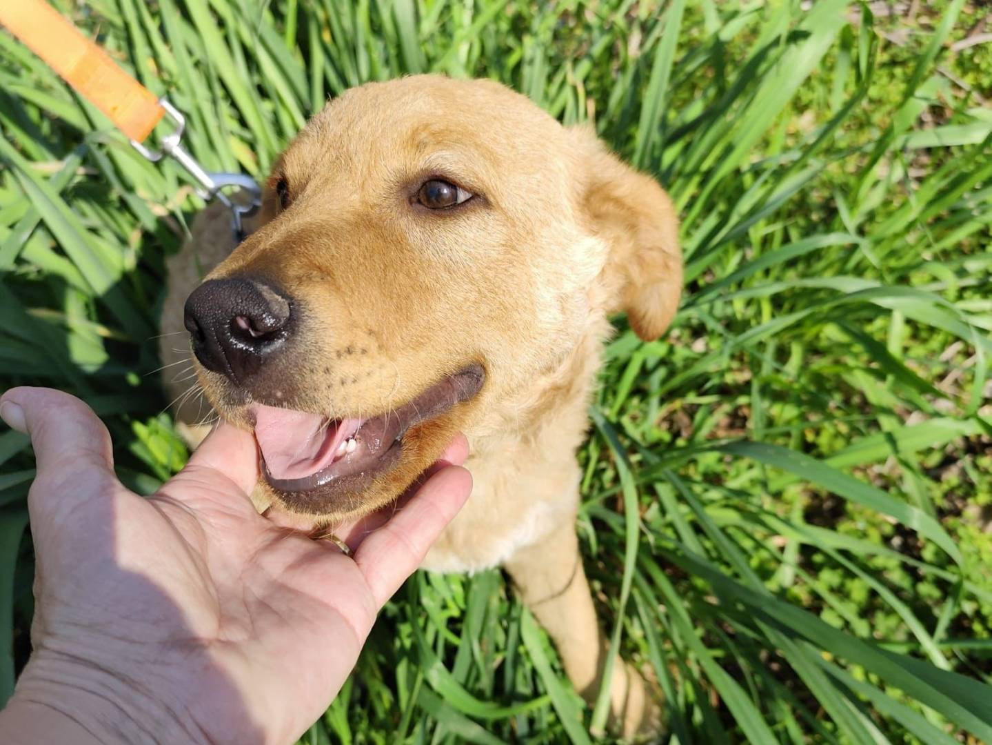 Adotta un cane, maschio, 4 mesi, Caserta