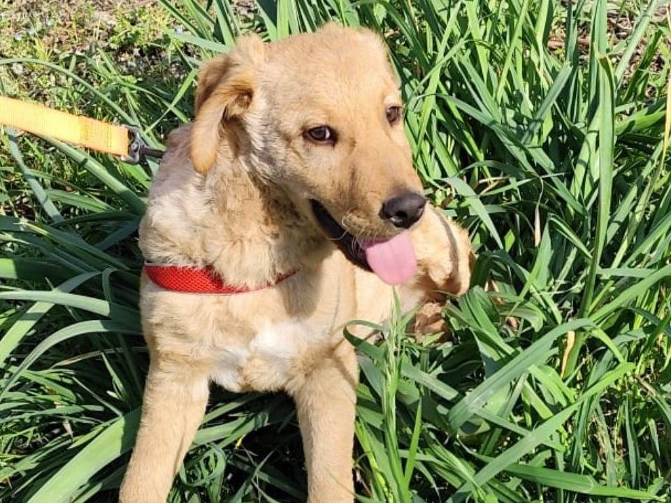 Adotta un cane, taglia media, maschio, Caserta