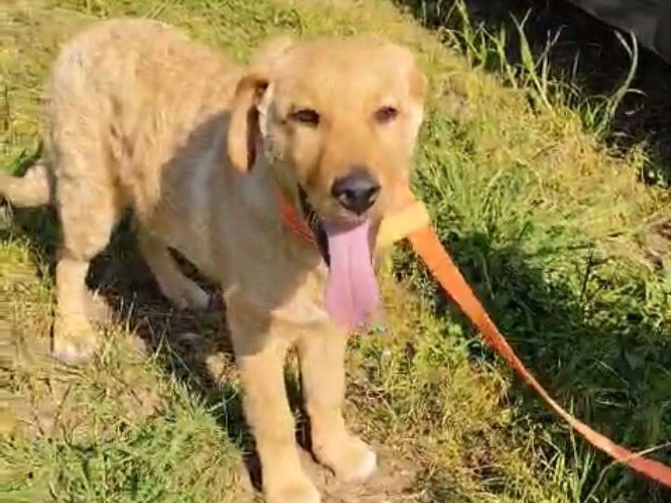 Vuoi adottare un cane a Caserta?