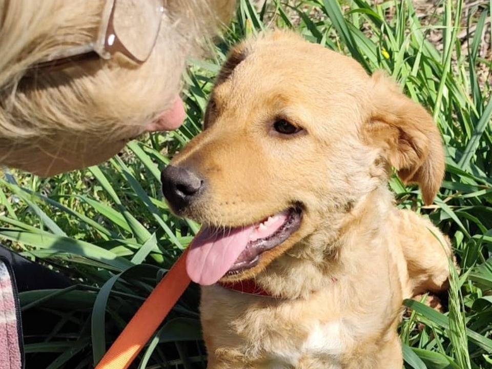Adotta il cane GAETANO a Caserta