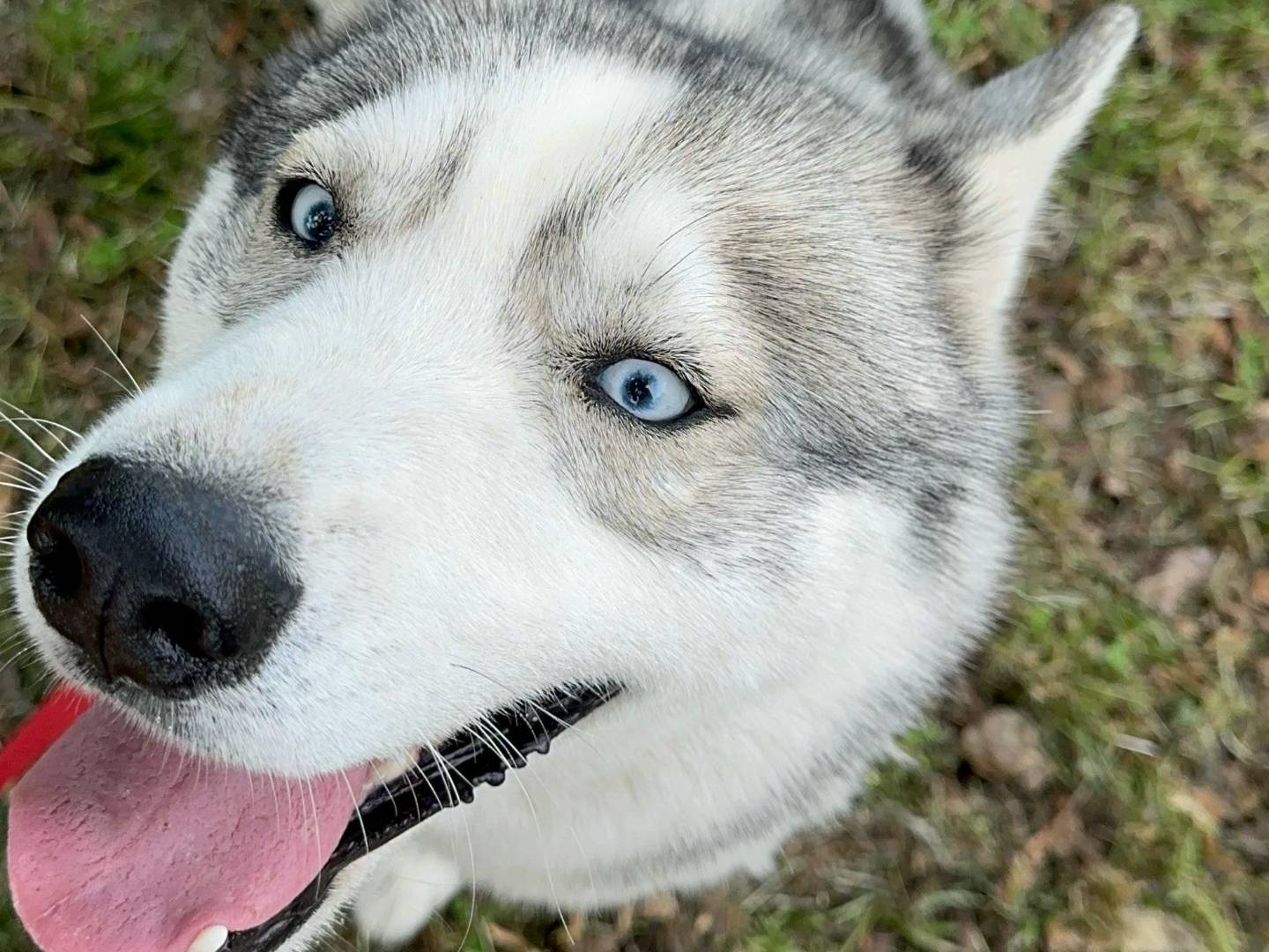 Foto dell'animale