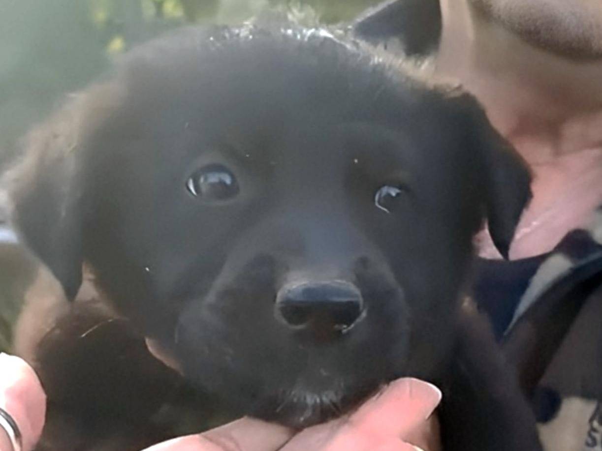 Adotta un cane, femmina, 1 mesi, Crotone