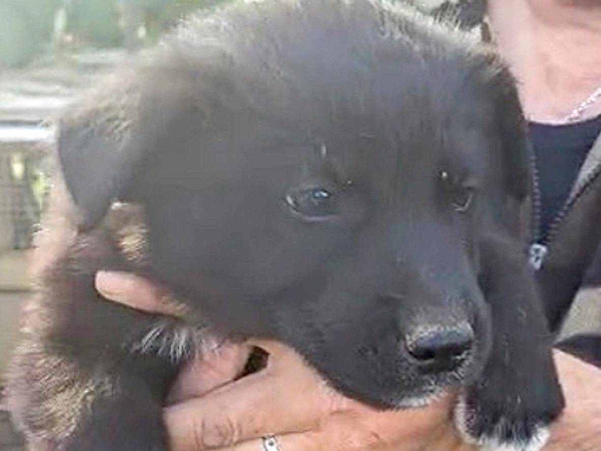 Vuoi adottare un cane a Crotone?