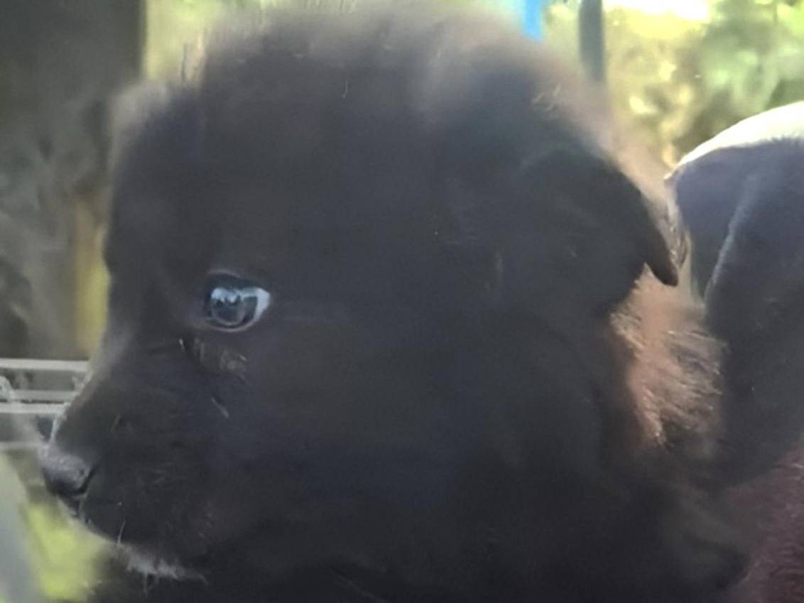 Adotta un cane, femmina, 1 mesi, Crotone