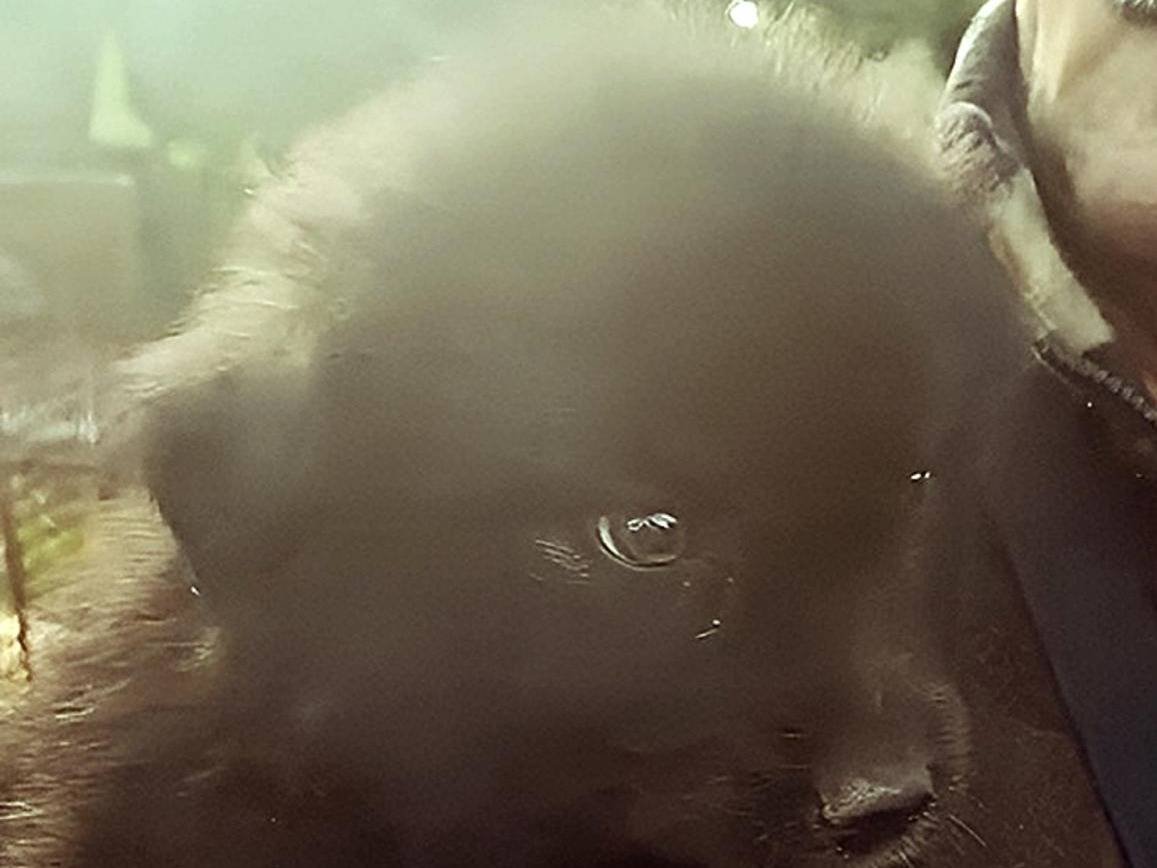 Adotta un cane, taglia grande, femmina, Crotone