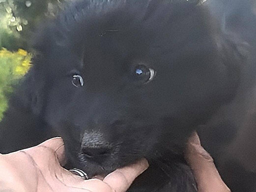 Adotta un cane, femmina, 1 mesi, Crotone