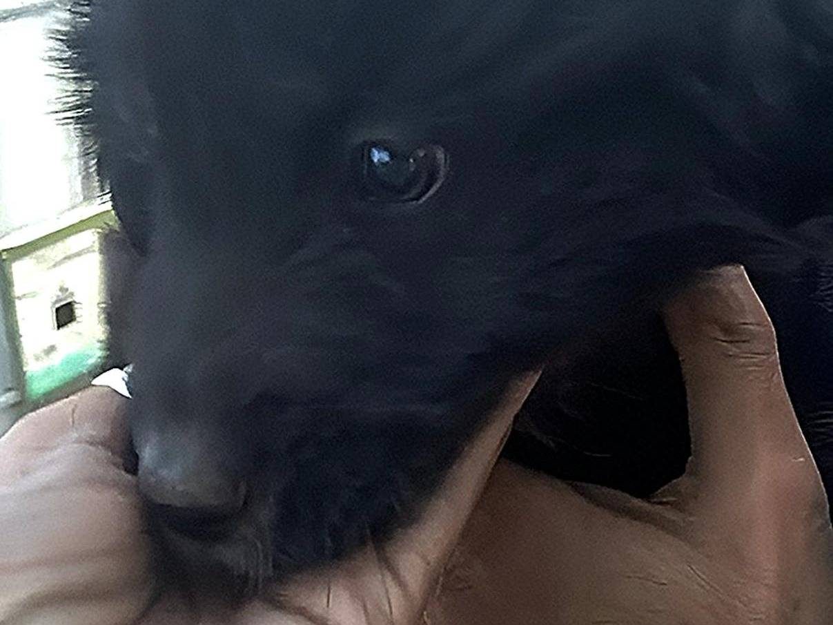 Adotta un cane, taglia grande, femmina, Crotone