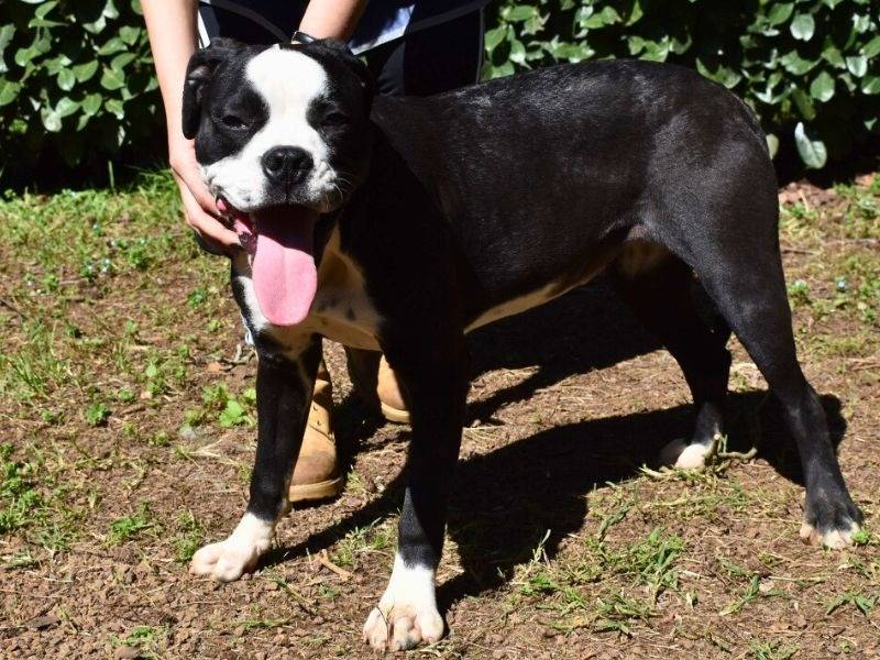 Adotta un cane, femmina, 8 mesi, Roma