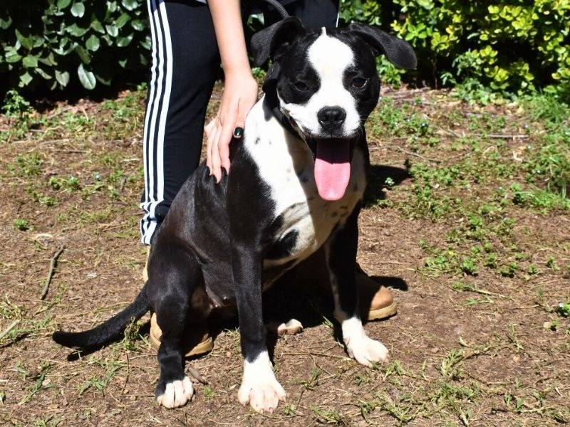 Adotta un cane, taglia media contenuta, femmina, Roma