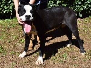Vuoi adottare un cane a Roma?