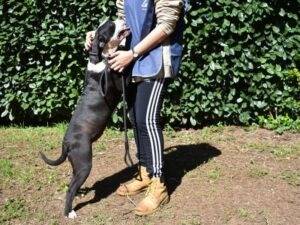 Adotta il cane Cailee a Roma