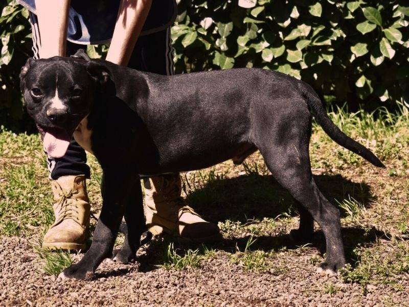Adotta il cane Cedrik a Roma
