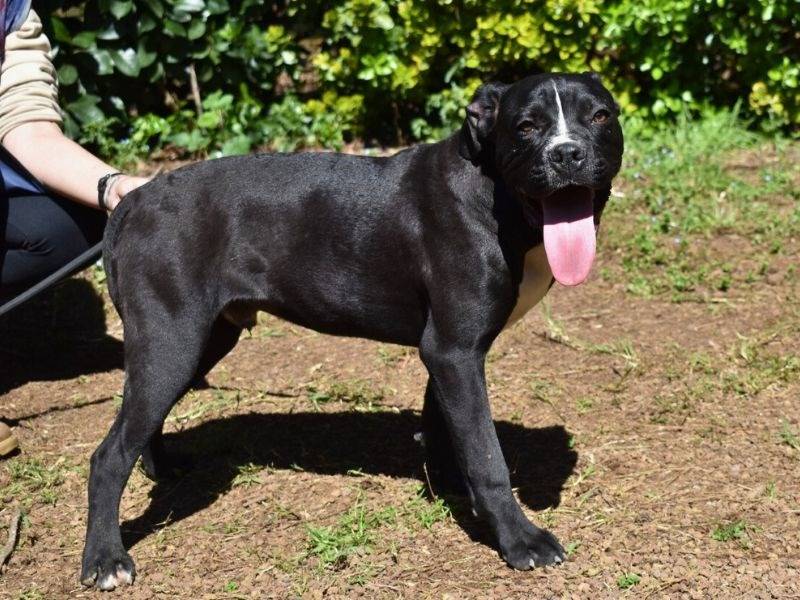 Adotta un cane, maschio, 9 mesi, Roma