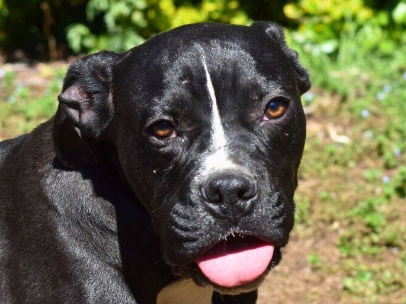 Adotta un cane, taglia media contenuta, maschio, Roma