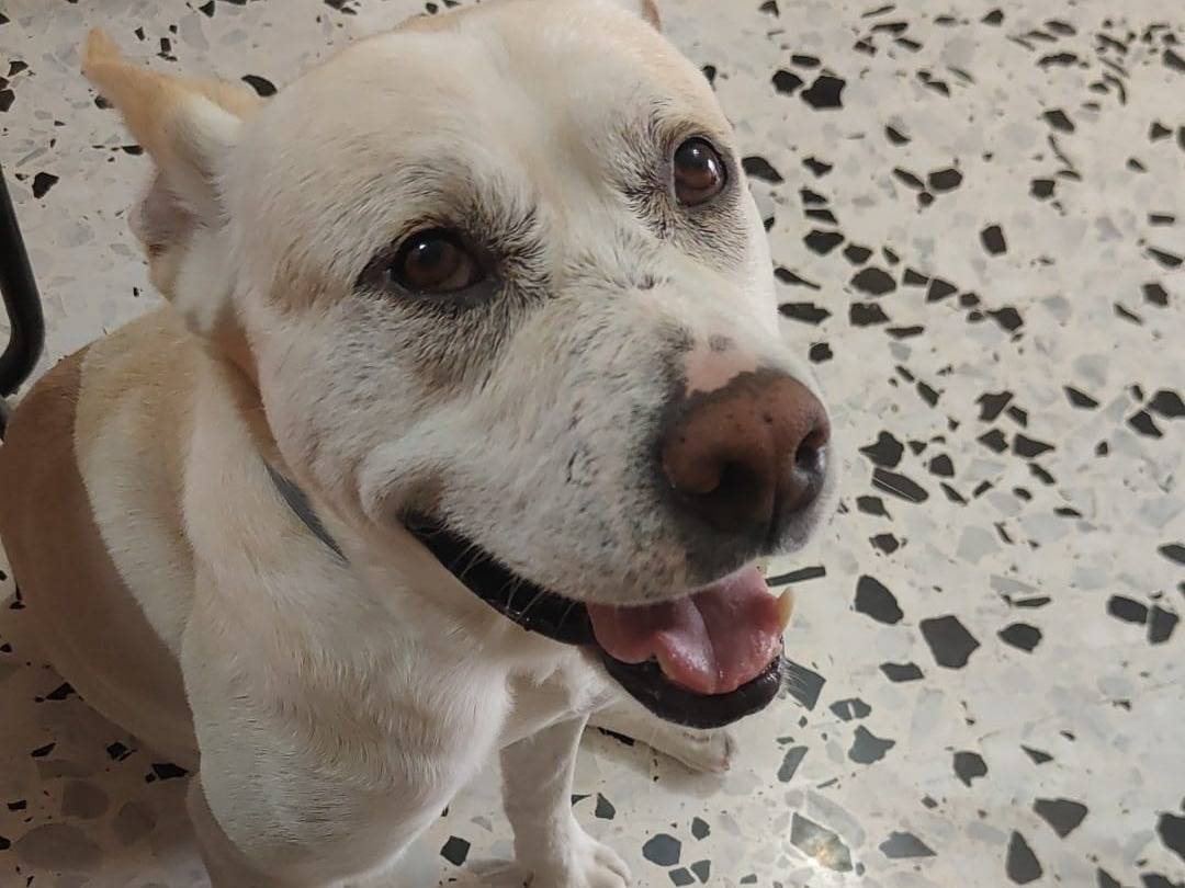 Adotta un cane, maschio, 3 anni  e 3 mesi , Napoli