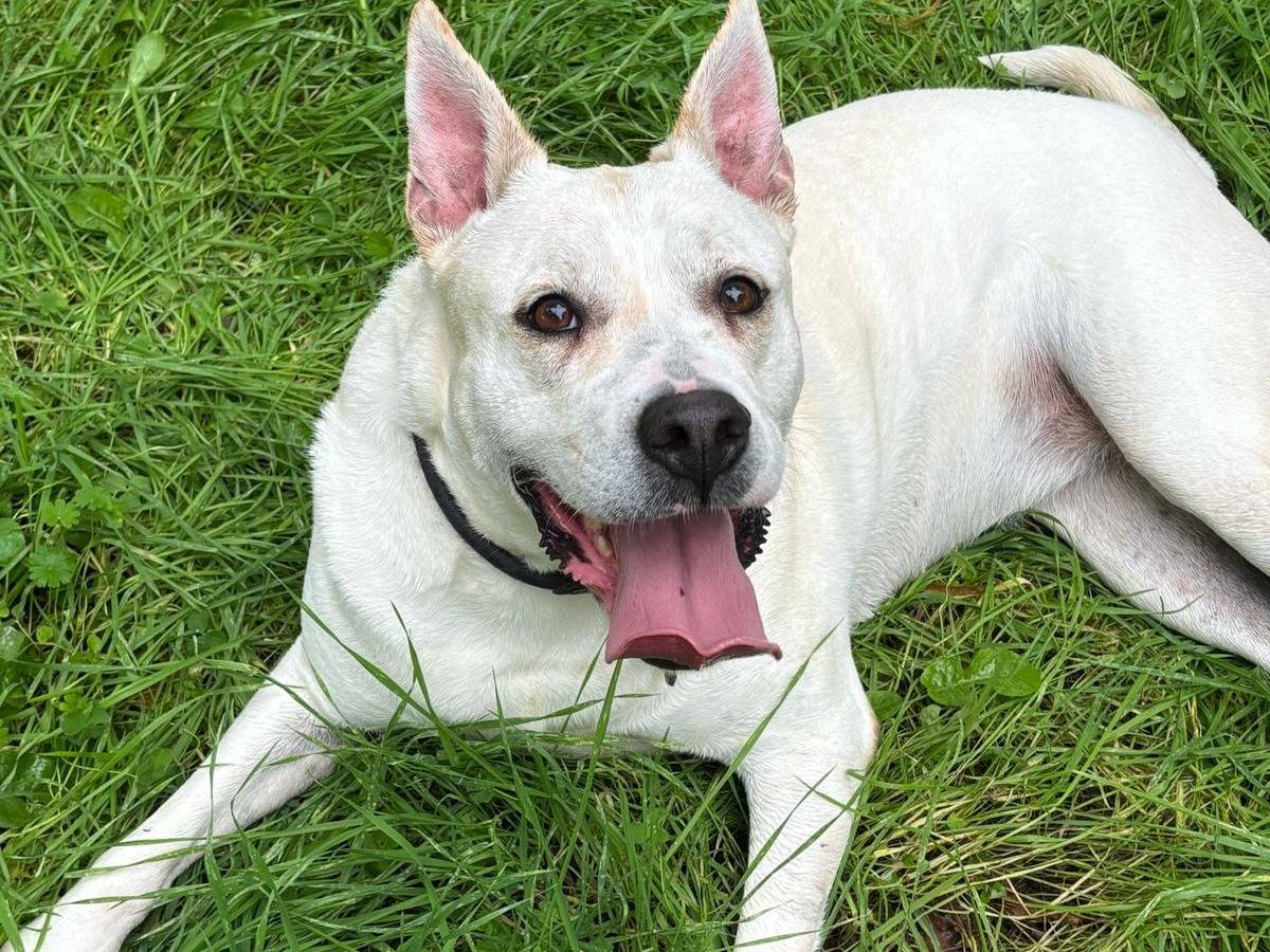 Adotta un cane, taglia grande, maschio, Napoli