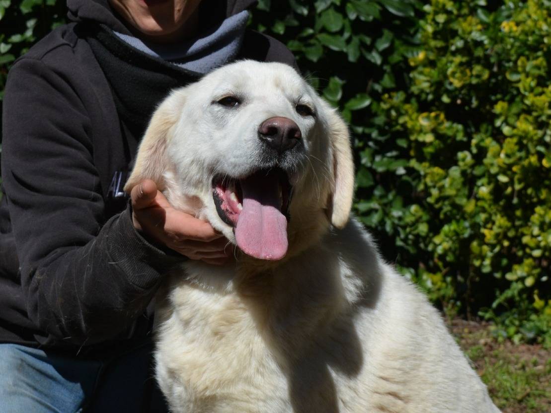 Adotta un cane, maschio, 1 anno e 1 mese, Roma
