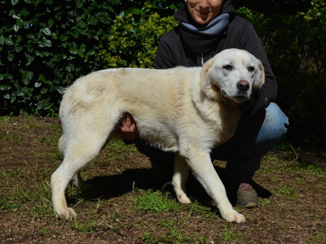 Vuoi adottare un cane a Roma?