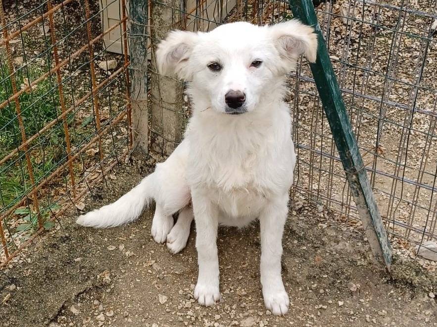 Foto dell'animale