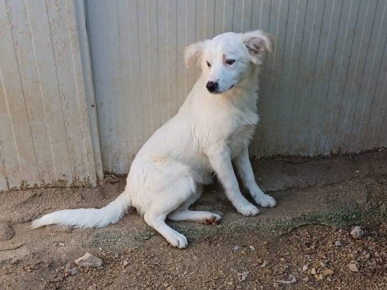 Adotta un cane, femmina, 6 mesi, Frosinone