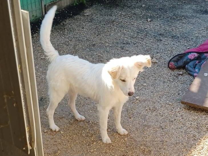 Adotta un cane, taglia media contenuta, femmina, Frosinone
