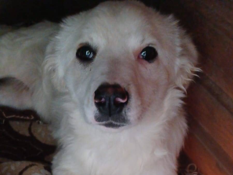 Vuoi adottare un cane a Frosinone?