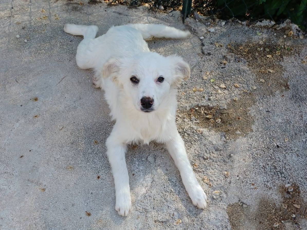 Adotta il cane CROSTATINA a Frosinone