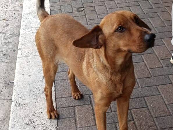 Adotta il cane ELSA a Frosinone