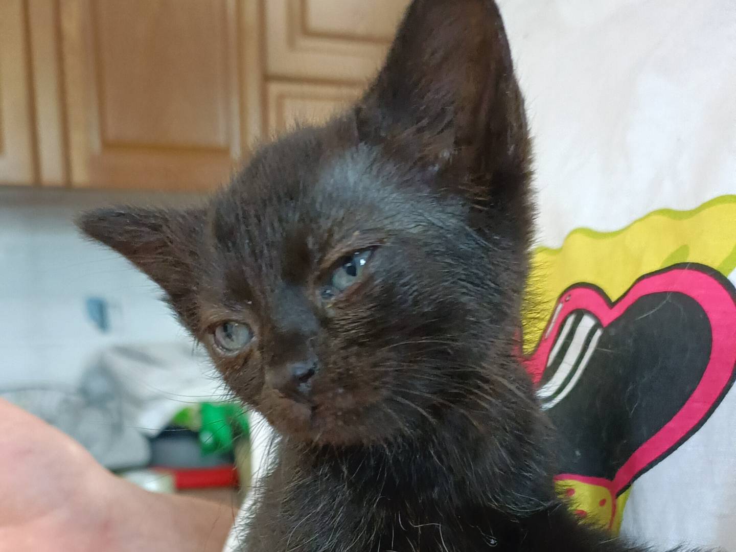 Adozione gatto, femmina, Razza sconosciuta Razza sconosciuta, 1 mesi, taglia non valida, Asti