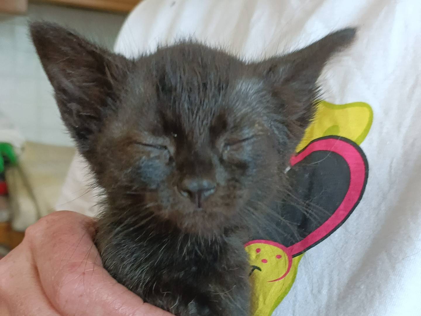 Adotta un gatto, femmina, 1 mesi, Asti