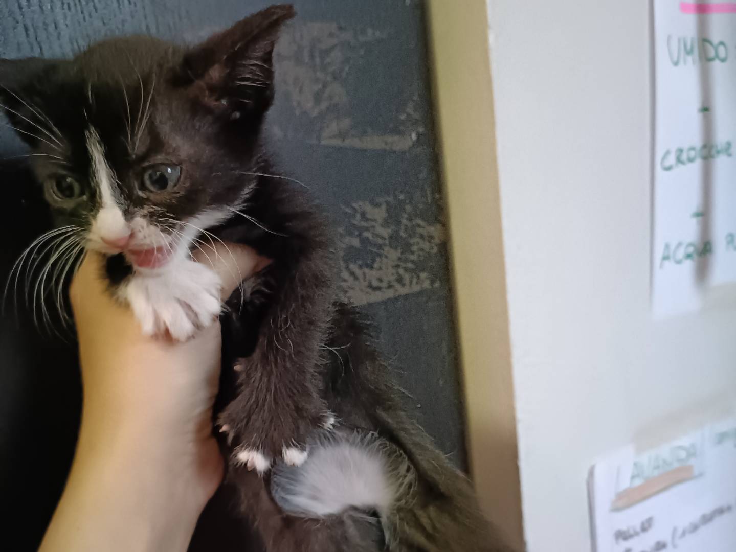 Adotta un gatto, femmina, 1 mesi, Asti