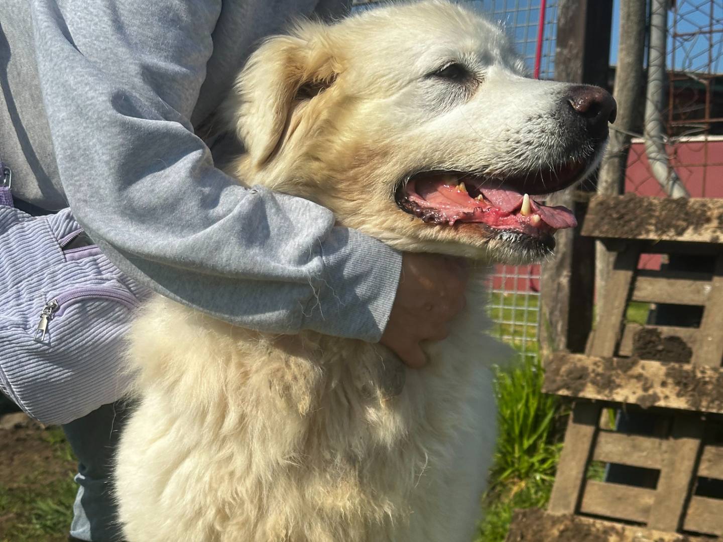 Adotta un cane, femmina, 5 anni , Latina