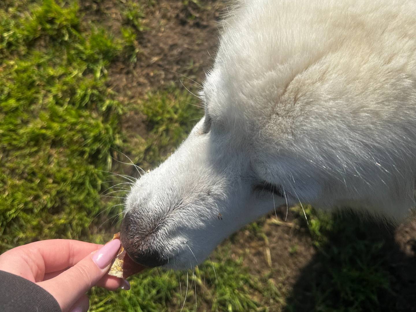 Adotta un cane, taglia grande, femmina, Latina