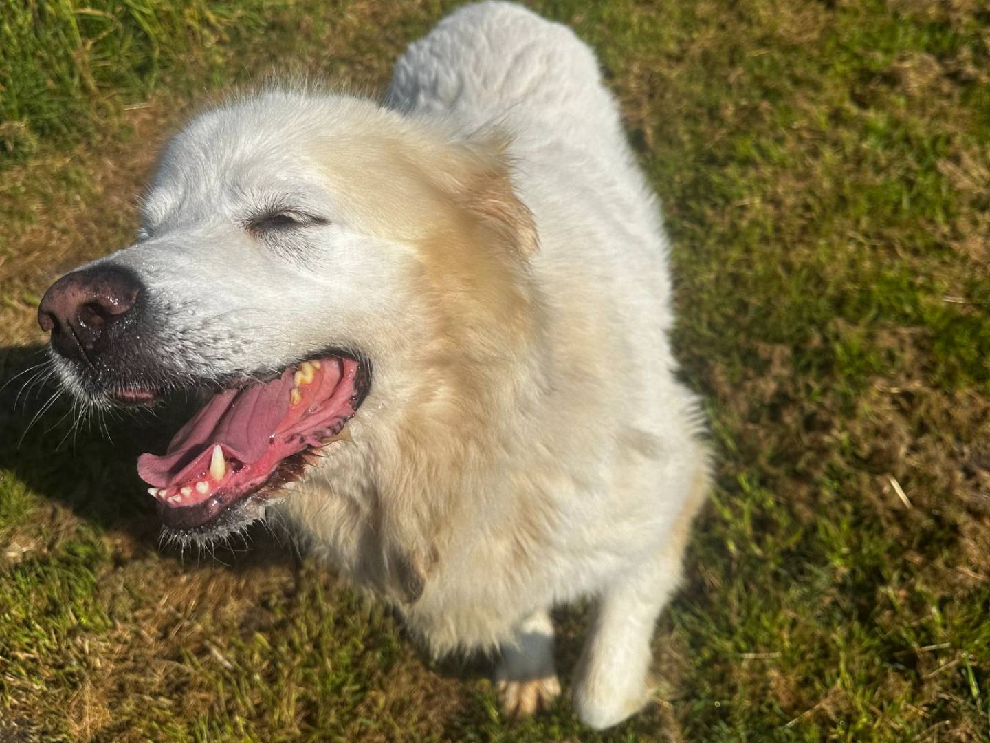 Vuoi adottare un cane a Latina?