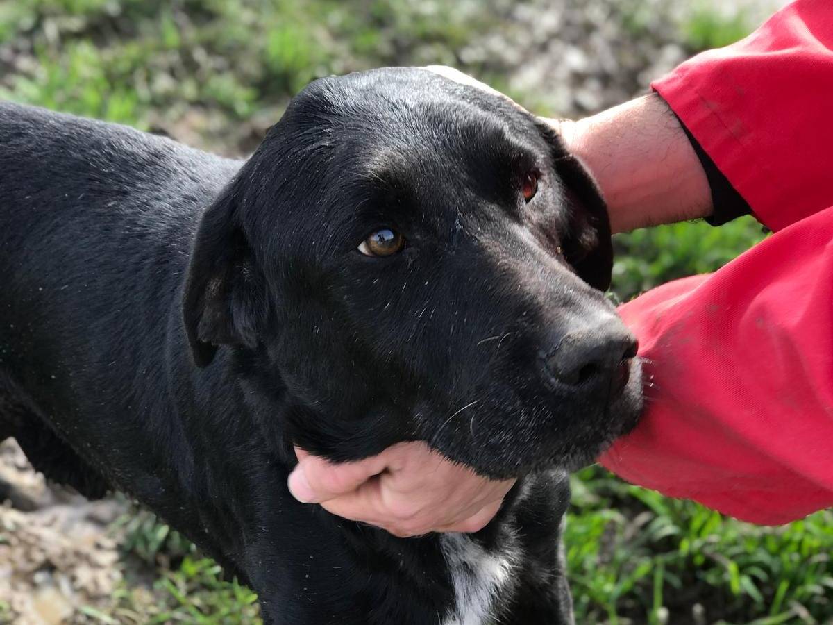 Vuoi adottare un cane a Latina?