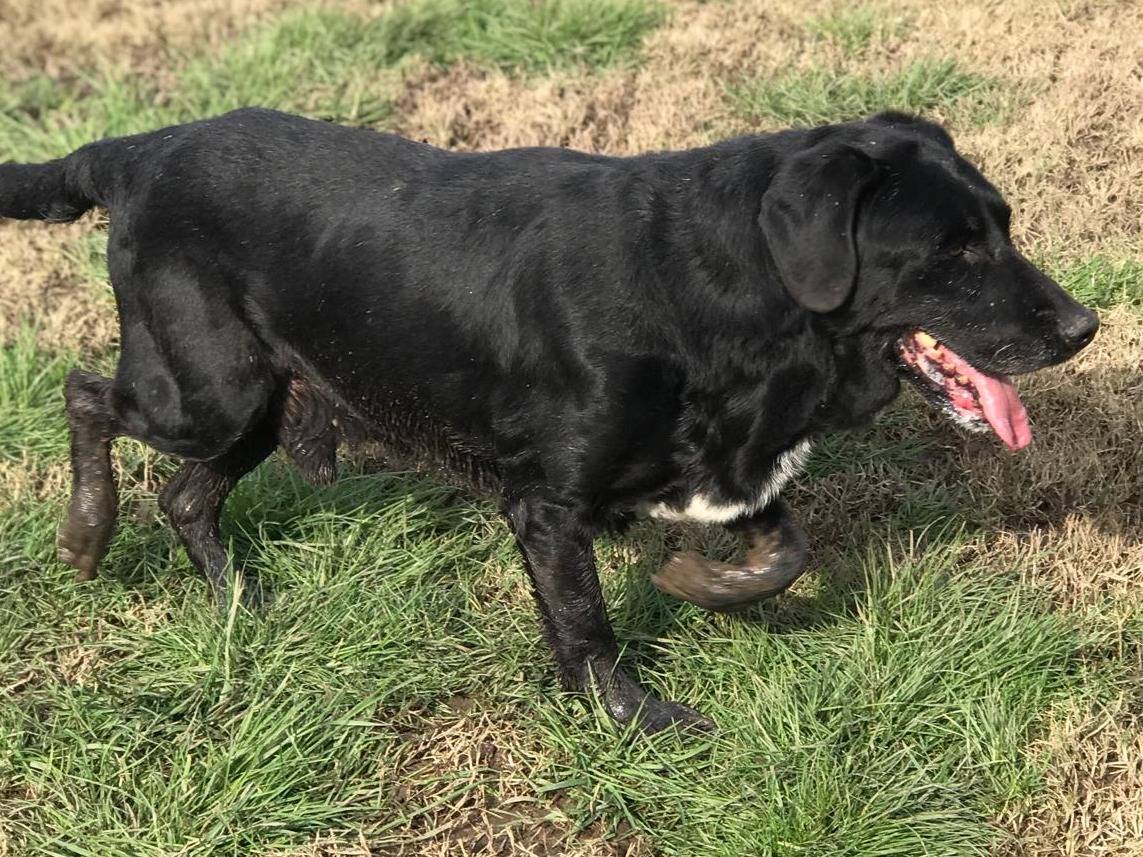 Adotta il cane SANTO a Latina