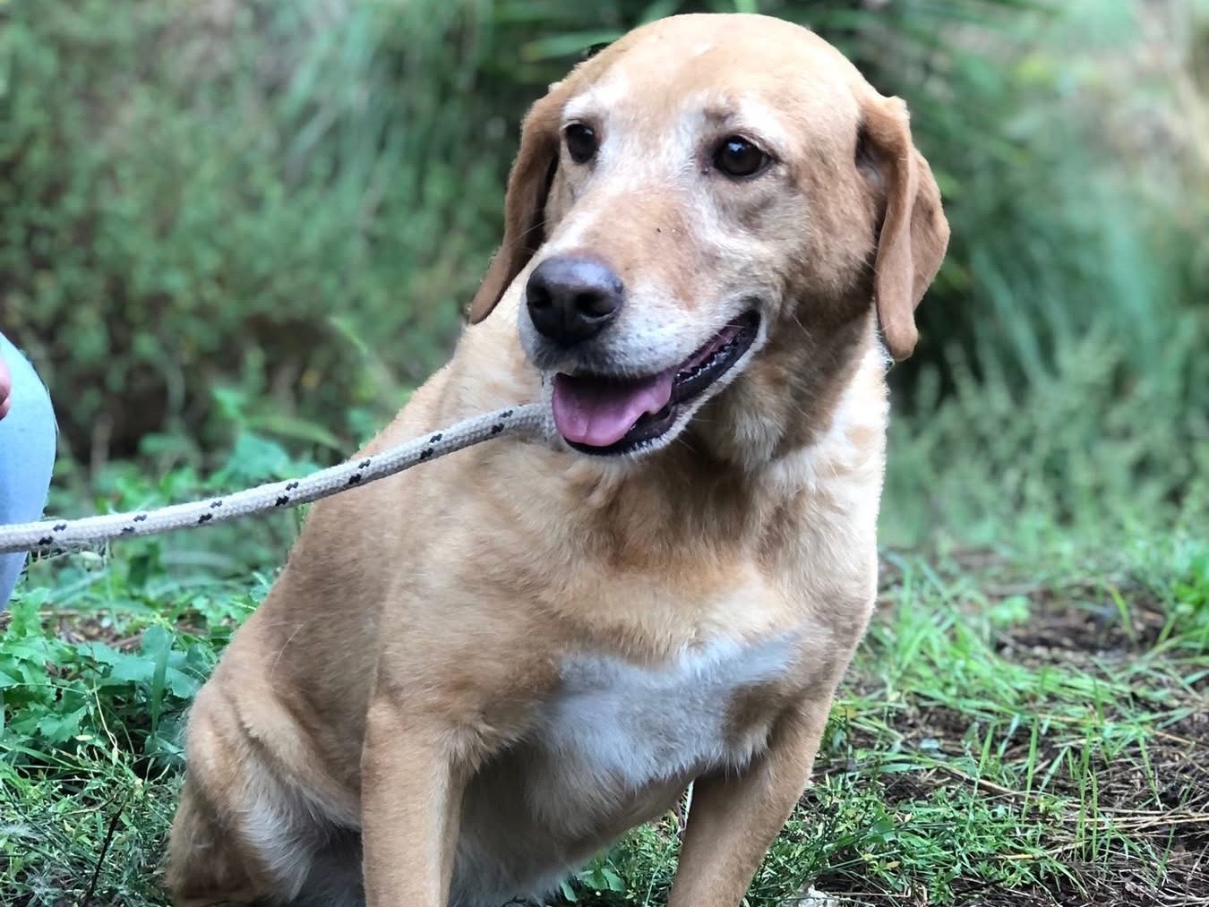 Vuoi adottare un cane a Latina?